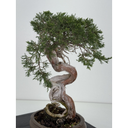 Juniperus sabina A01357 view 5
