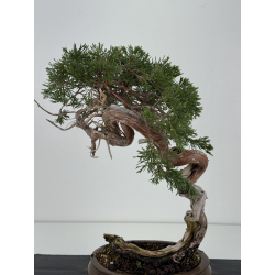 Juniperus sabina A01357 view 6