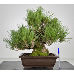 Pinus thunbergii corticosa I-8226