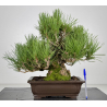 Pinus thunbergii corticosa I-8226