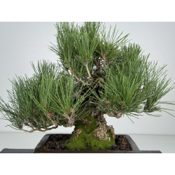 Pinus thunbergii corticosa I-8226 view 2