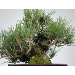 Pinus thunbergii corticosa I-8226 view 3