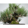 Pinus thunbergii corticosa I-8226 vista 3