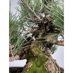 Pinus thunbergii corticosa I-8226 view 4