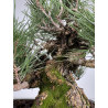 Pinus thunbergii corticosa I-8226 vista 4