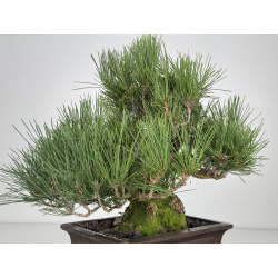 Pinus thunbergii corticosa I-8226 view 5