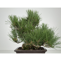 Pinus thunbergii corticosa I-8226 view 6