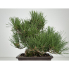 Pinus thunbergii corticosa I-8226 vista 6