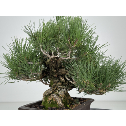Pinus thunbergii corticosa I-8226 view 7