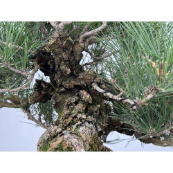 Pinus thunbergii corticosa I-8226 view 8