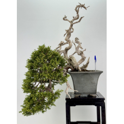 Juniperus sabina A01372