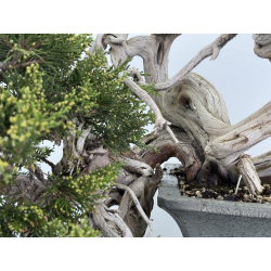 Juniperus sabina A01372 view 3