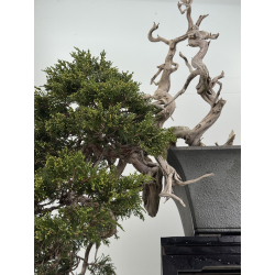 Juniperus sabina A01372 view 4
