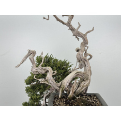 Juniperus sabina A01372 view 6