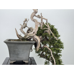 Juniperus sabina A01372 view 7