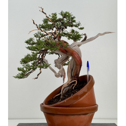 Juniperus sabina -sabina rastrera- A01373