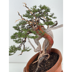 Juniperus sabina -sabina rastrera- A01373 vista 2