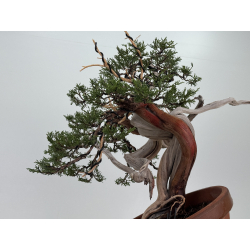 Juniperus sabina -sabina rastrera- A01373 vista 3