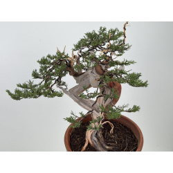Juniperus sabina -sabina rastrera- A01373 vista 4