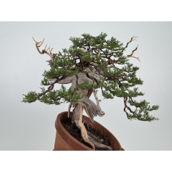 Juniperus sabina -sabina rastrera- A01373 vista 5