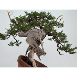 Juniperus sabina -sabina rastrera- A01373 vista 6