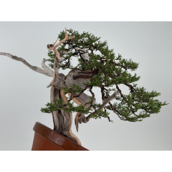 Juniperus sabina -sabina rastrera- A01373 vista 7