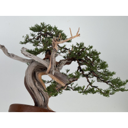 Juniperus sabina -sabina rastrera- A01373 vista 8