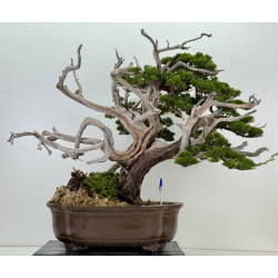 Juniperus chinensis itoigawa I-8227