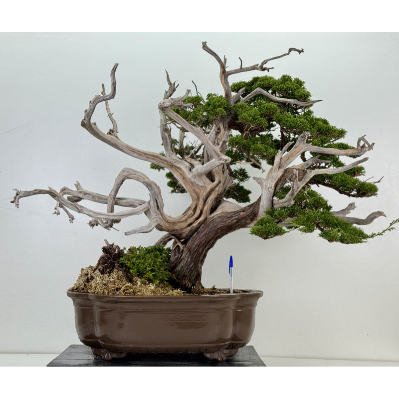 Juniperus chinensis itoigawa I-8227