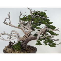 Juniperus chinensis itoigawa I-8227 view 2