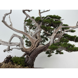 Juniperus chinensis itoigawa I-8227 view 3