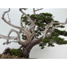 Juniperus chinensis itoigawa I-8227 vista 3