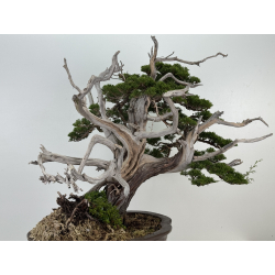 Juniperus chinensis itoigawa I-8227 view 4