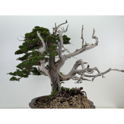 Juniperus chinensis itoigawa I-8227 view 5