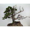 Juniperus chinensis itoigawa I-8227 vista 5