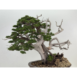 Juniperus chinensis itoigawa I-8227 view 6