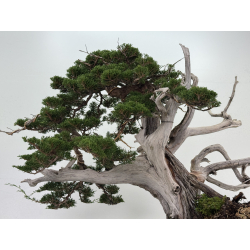 Juniperus chinensis itoigawa I-8227 view 7