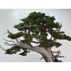 Juniperus chinensis itoigawa I-8227 view 8
