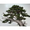 Juniperus chinensis itoigawa I-8227 vista 8