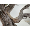 Juniperus chinensis itoigawa I-8227 vista 9