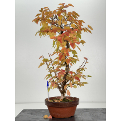 Carpinus coreana -carpe coreano- I-8228