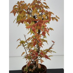 Carpinus coreana -carpe coreano- I-8228 vista 2