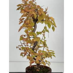 Carpinus coreana -carpe coreano- I-8228 vista 3