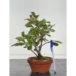 Pourthiaea villosa I-8230