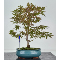 Acer palmatum beni kagami I-8231