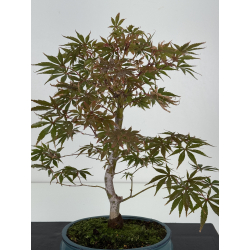 Acer palmatum beni kagami I-8231 view 2