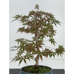 Acer palmatum beni kagami I-8231 view 3