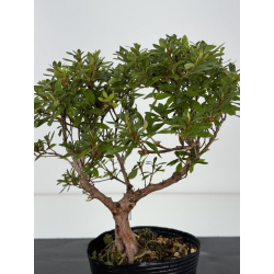 Azalea I-8232 vista 2