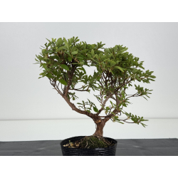 Azalea I-8232 vista 3