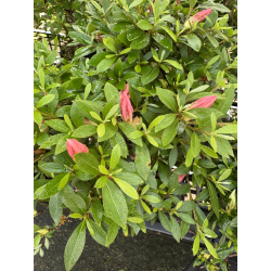 Azalea I-8232 vista 4
